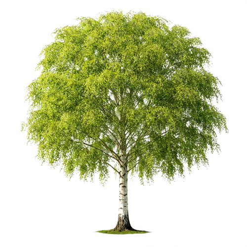 birch.png