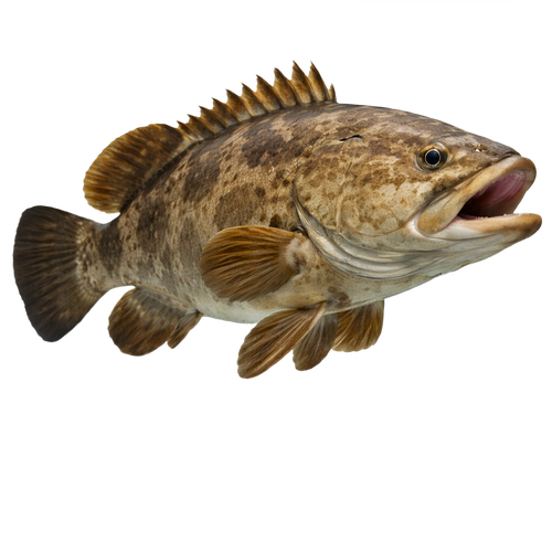 grouper.png