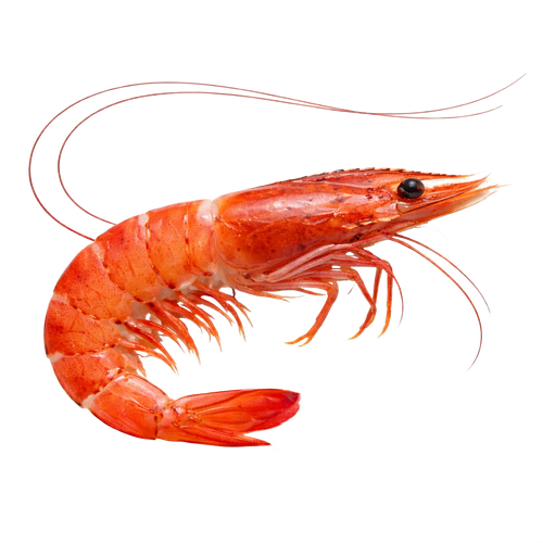 shrimp.png