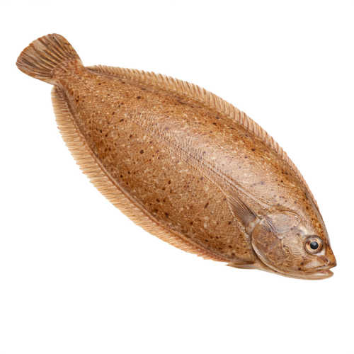 sole.png