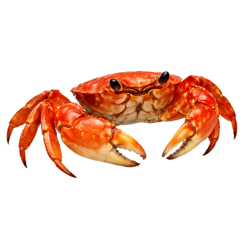 crab.png
