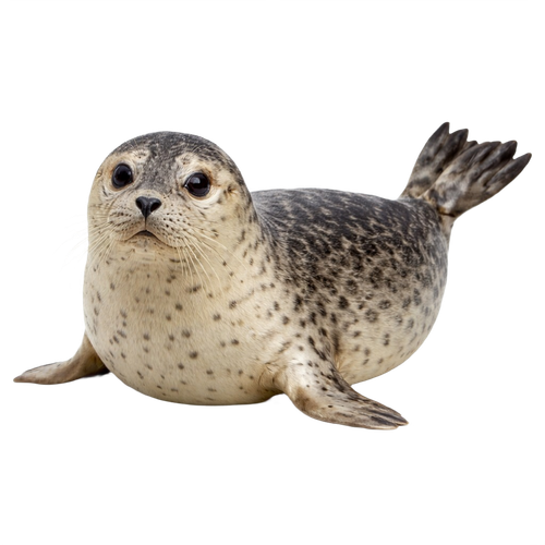 seal.png