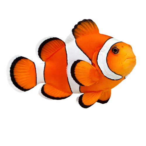 clownfish.png