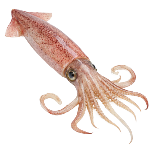 squid.png