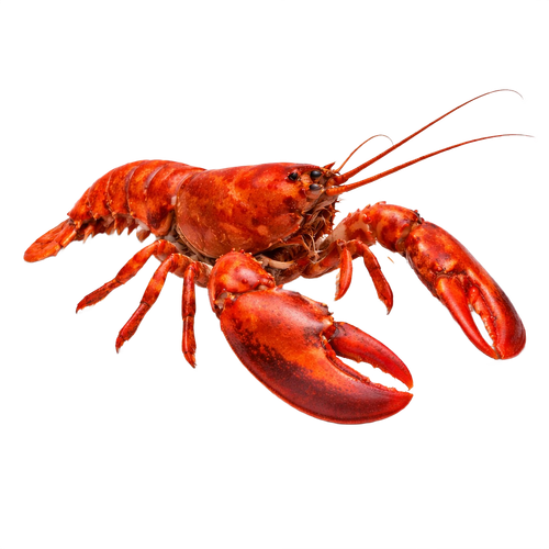 lobster.png