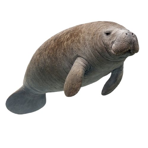 manatee.png