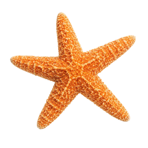 starfish.png