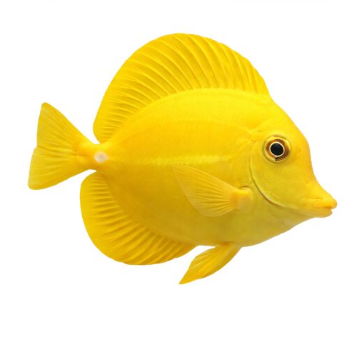 fish.png