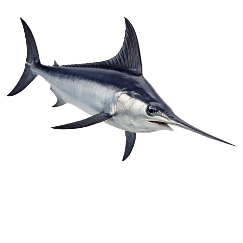 swordfish.png