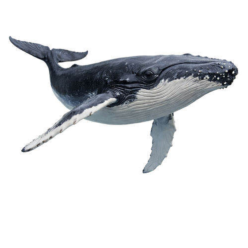 whale.png