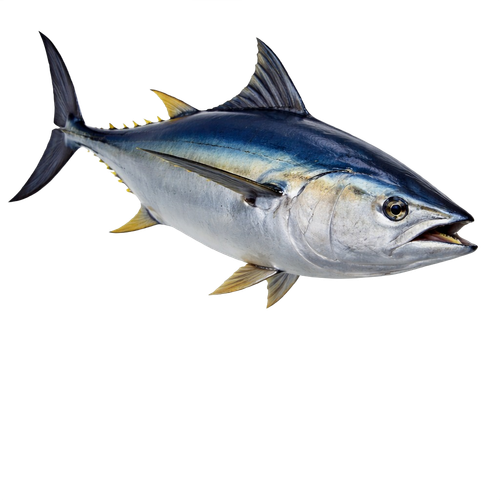 tuna.png