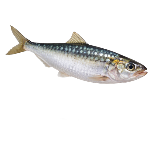 sardine.png