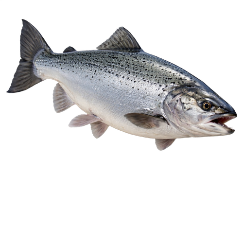 salmon.png