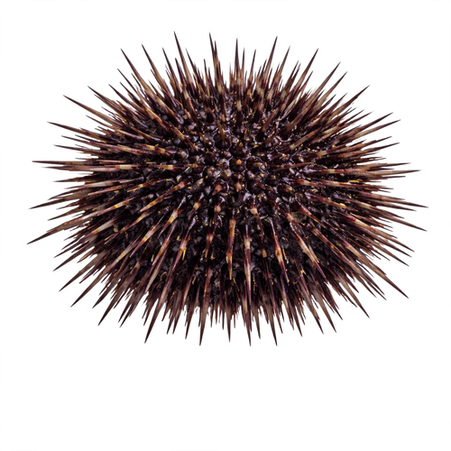 sea urchin.png