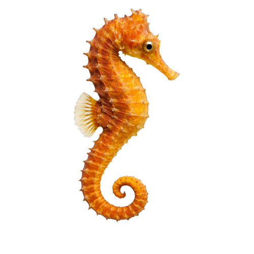 seahorse.png