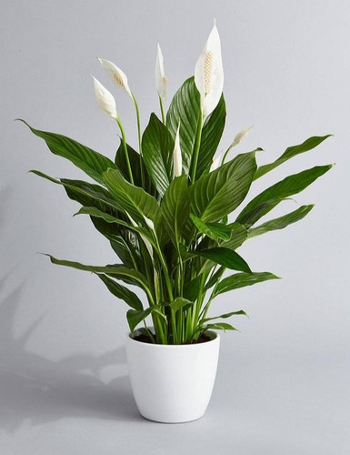 peace lily plants.jpg