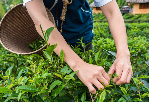 Tea Plant Complete Cultivation G.jpg