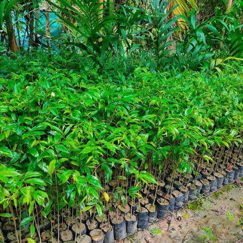 agarwood plant 5.jpg