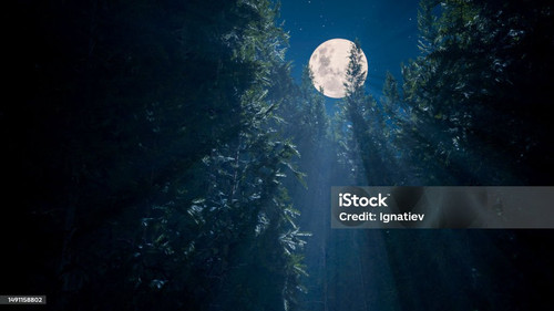 moon forest.jpg