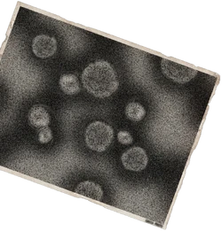 NRv1.22 White Chlorination Syndrome Photo.webp