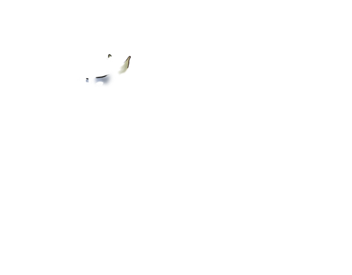 lioden CD adol.png