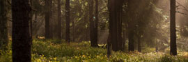 forest.jpg