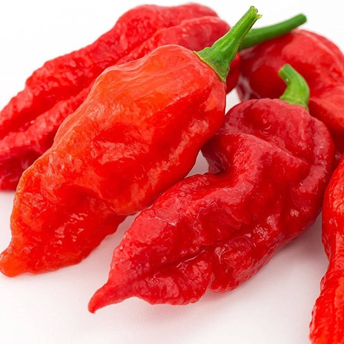 200 xll 13 bhut jolokia chilli b.jpg