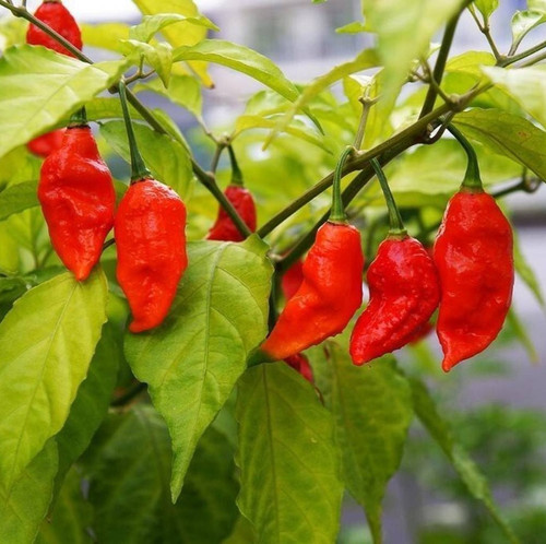 250 bhut jolokia pepper ghost ch.jpg