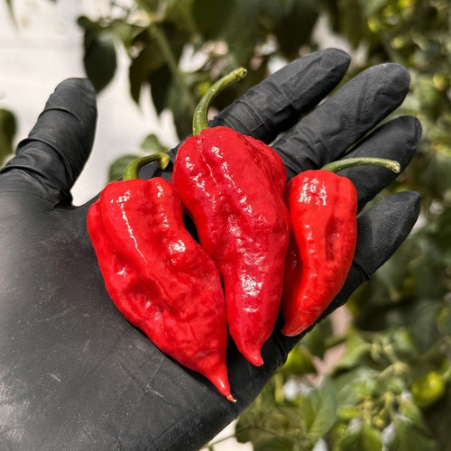 Ghost Fresh Peppers.02.jpg