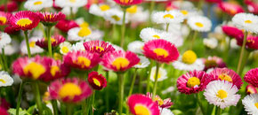 news image spring2.jpg