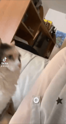 0062BoZOgy1hysmxpklwrg30iy0zk1lh.gif