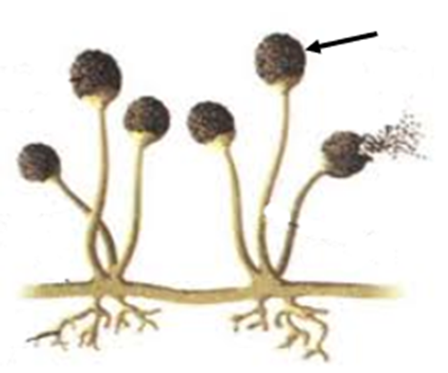 Rhizopus sp.png