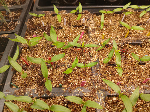PEPPER SEEDLING TRAY 4 EDITED.jpg