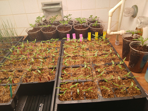 PEPPER SEEDLING TRAY 5.jpg