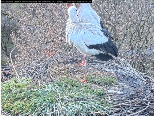 MWSnap420.jpg