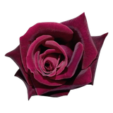 tumblr edf052aee9025d834d8b175f81da01ef 059c2af4 500.png