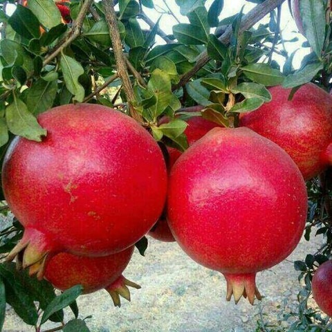no perennial yes pomegranate dal.jpg