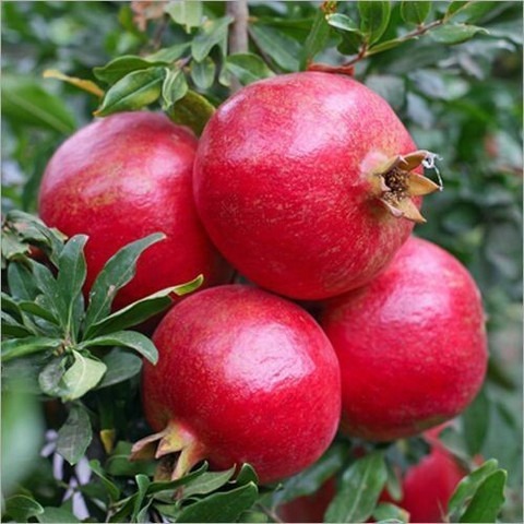 no perennial yes dalim plant med.jpg