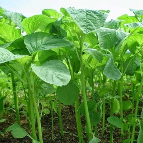 150 green amaranth spinach arshi.jpg