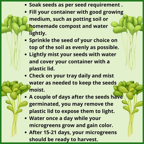 500 xlr 405 baby spinach seeds f.jpg