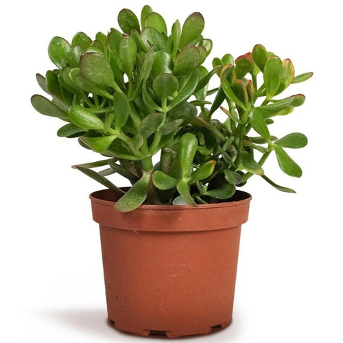 online plant bazar green crassul.jpg