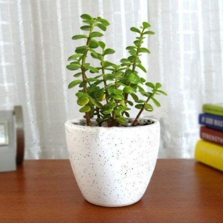live ak 688 1 plants point origi.jpg