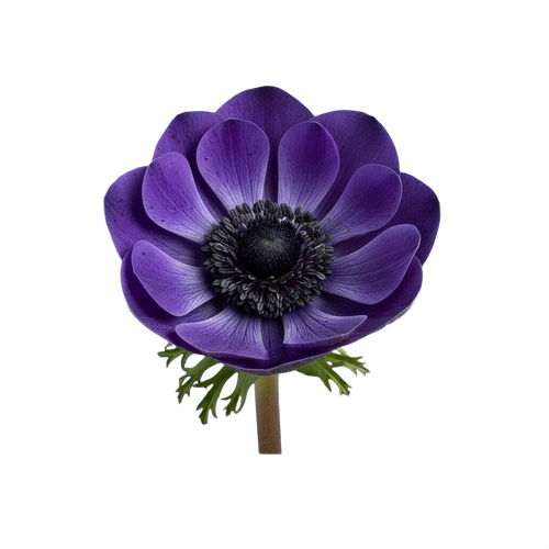 anemone.png