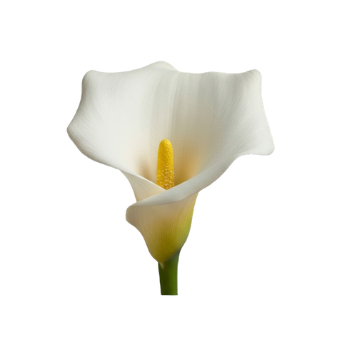 calla.png