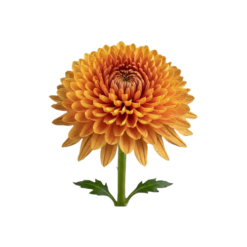 chrysanthemum.png