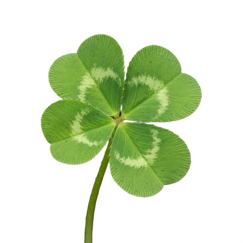 clover.png