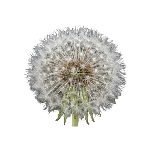 dandelion.png