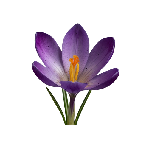 crocus.png