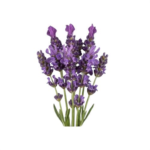 lavendar.png