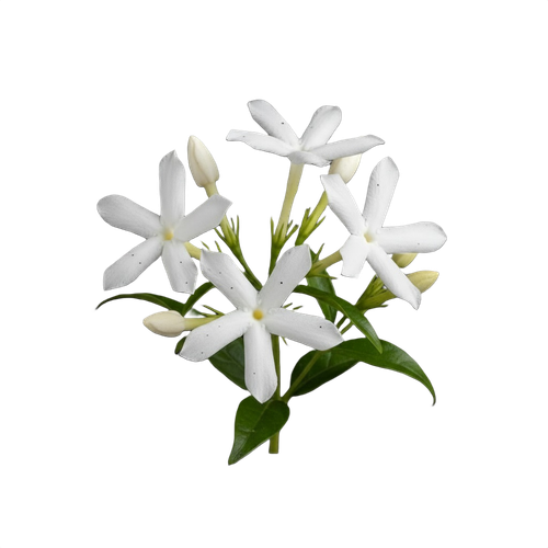 jasmine.png
